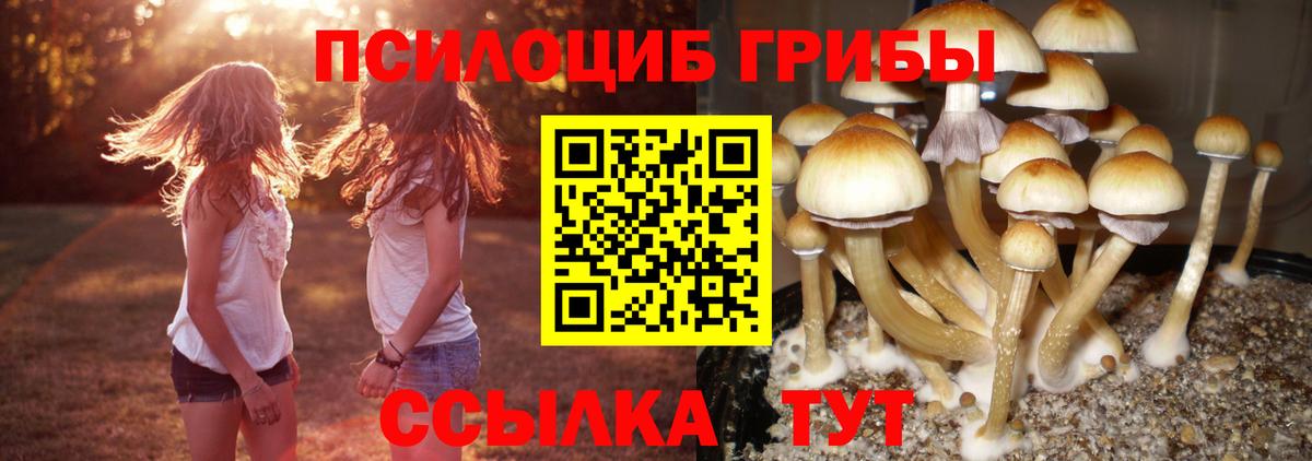 Псилоцибиновые грибы мицелий  Вход с VPN  сколько стоит  Волгодонск 